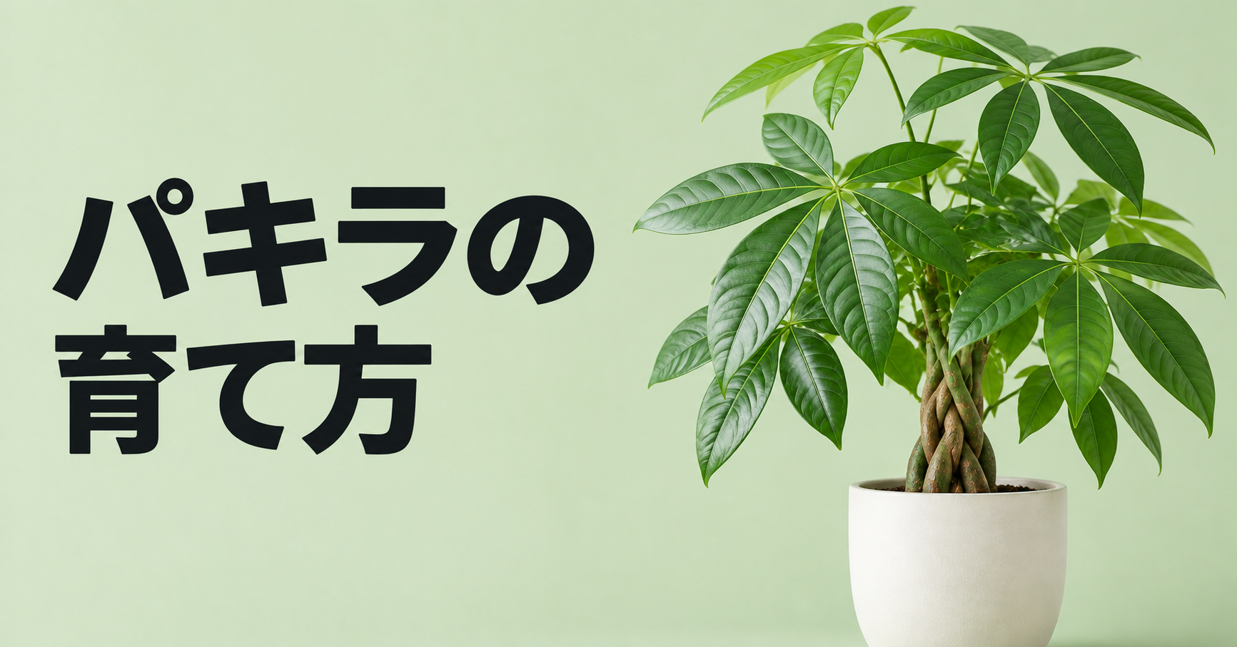 パキラの育て方｜水やり・置き場所・剪定から枯れる原因まで徹底解説