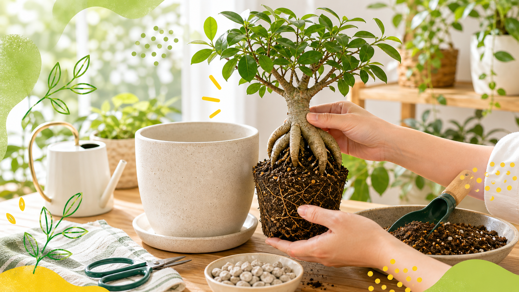ガジュマルの植え替え方法｜時期・鉢サイズ・根を傷めない手順