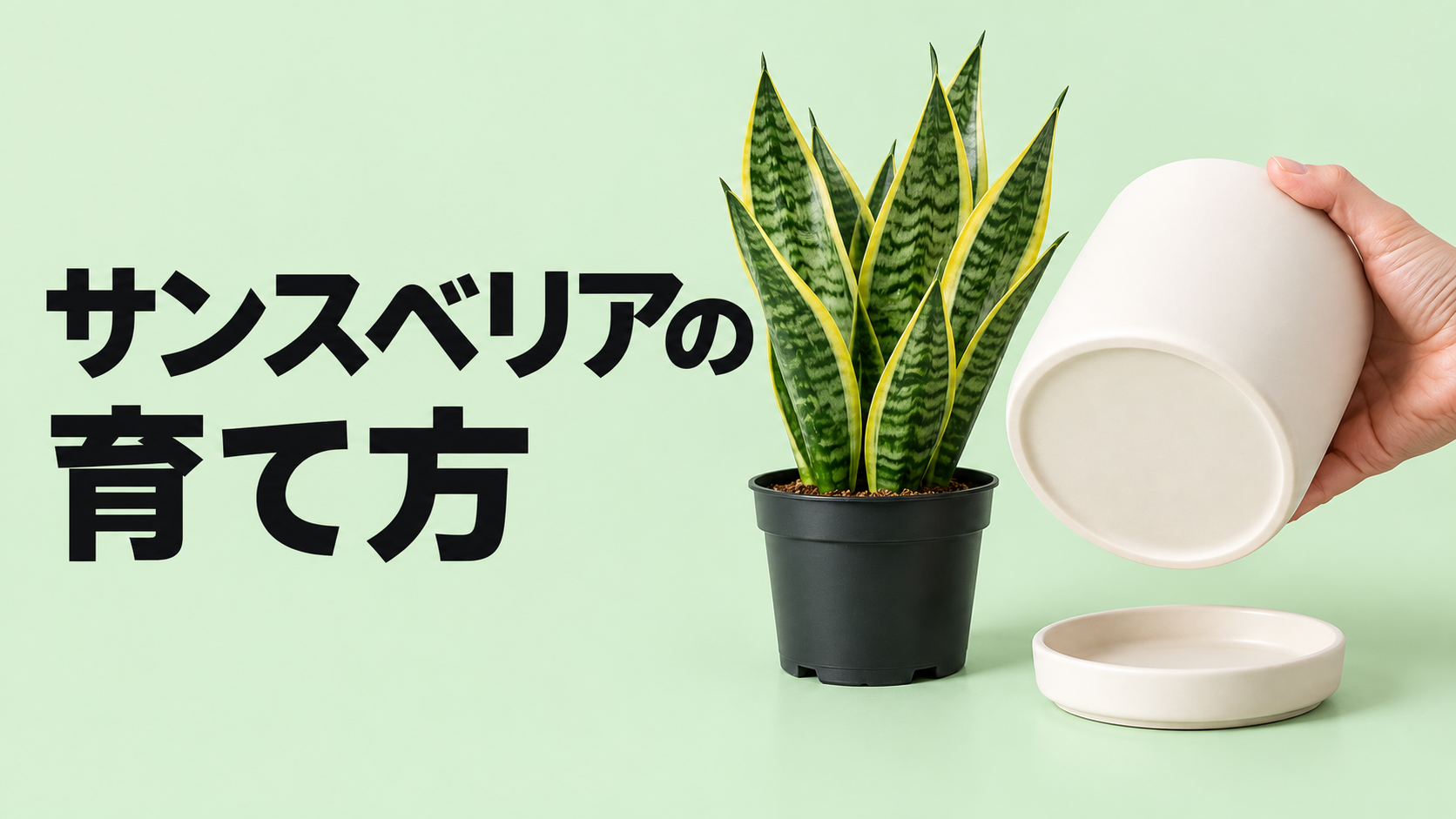 サンスベリアの育て方｜枯らさない水やり・置き場所・植え替えのコツ