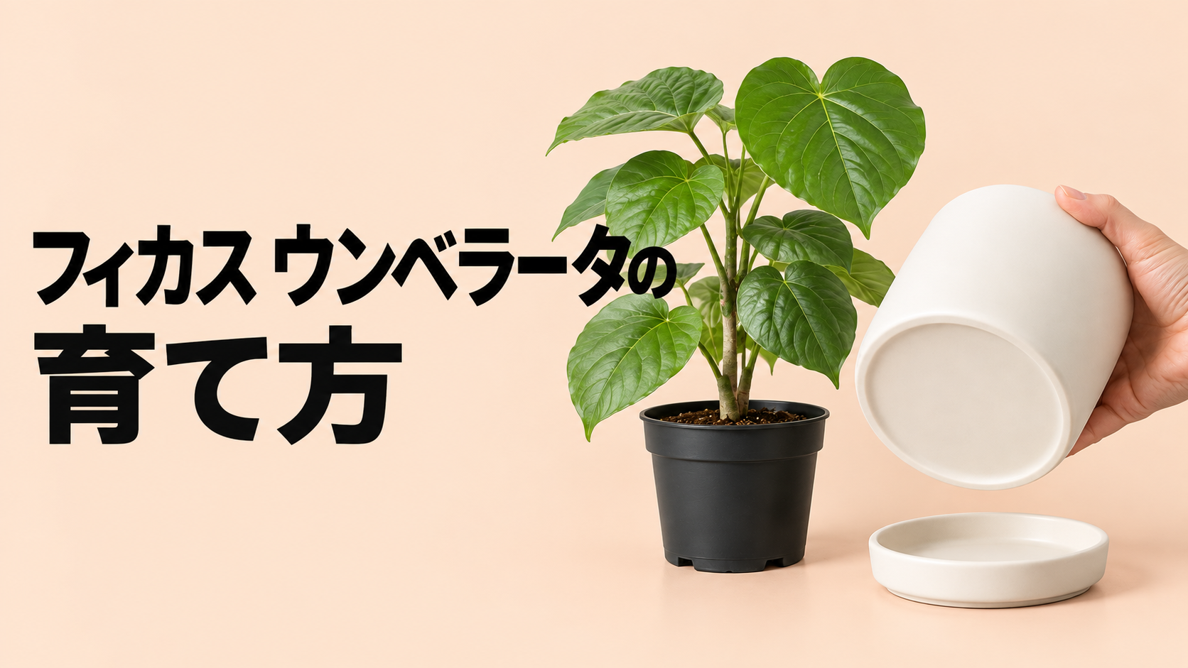 フィカス・ウンベラータの育て方｜水やり・置き場所から剪定、植え替えまで解説