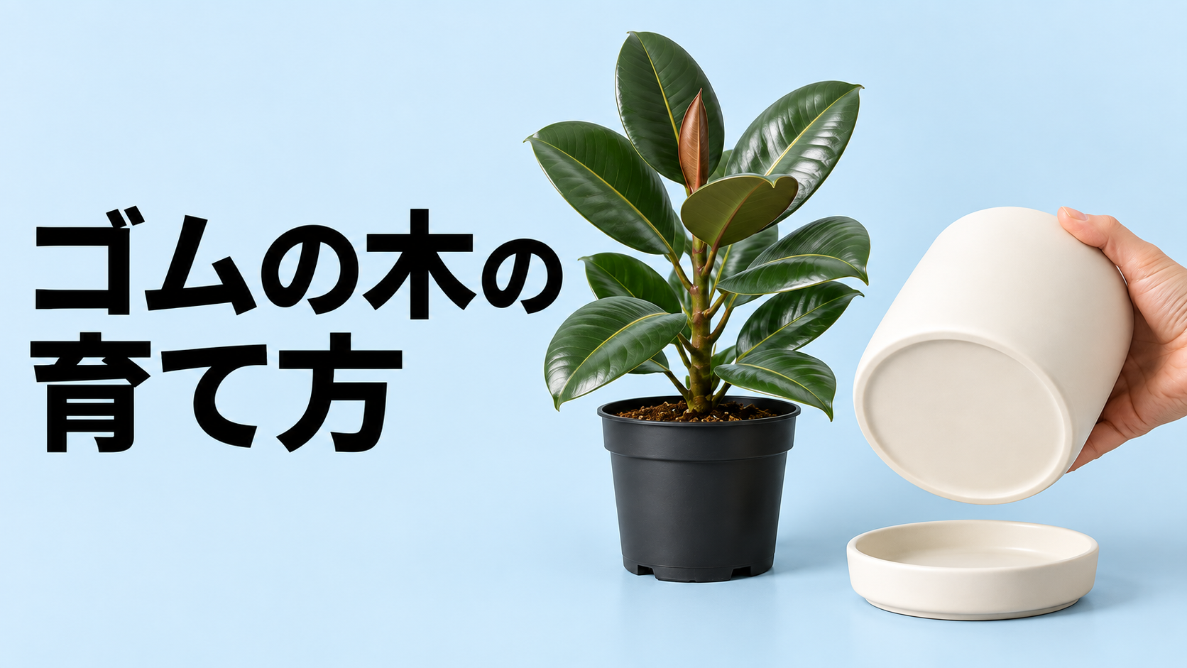 ゴムの木の育て方｜水やり・置き場所・剪定・植え替えまで徹底解説