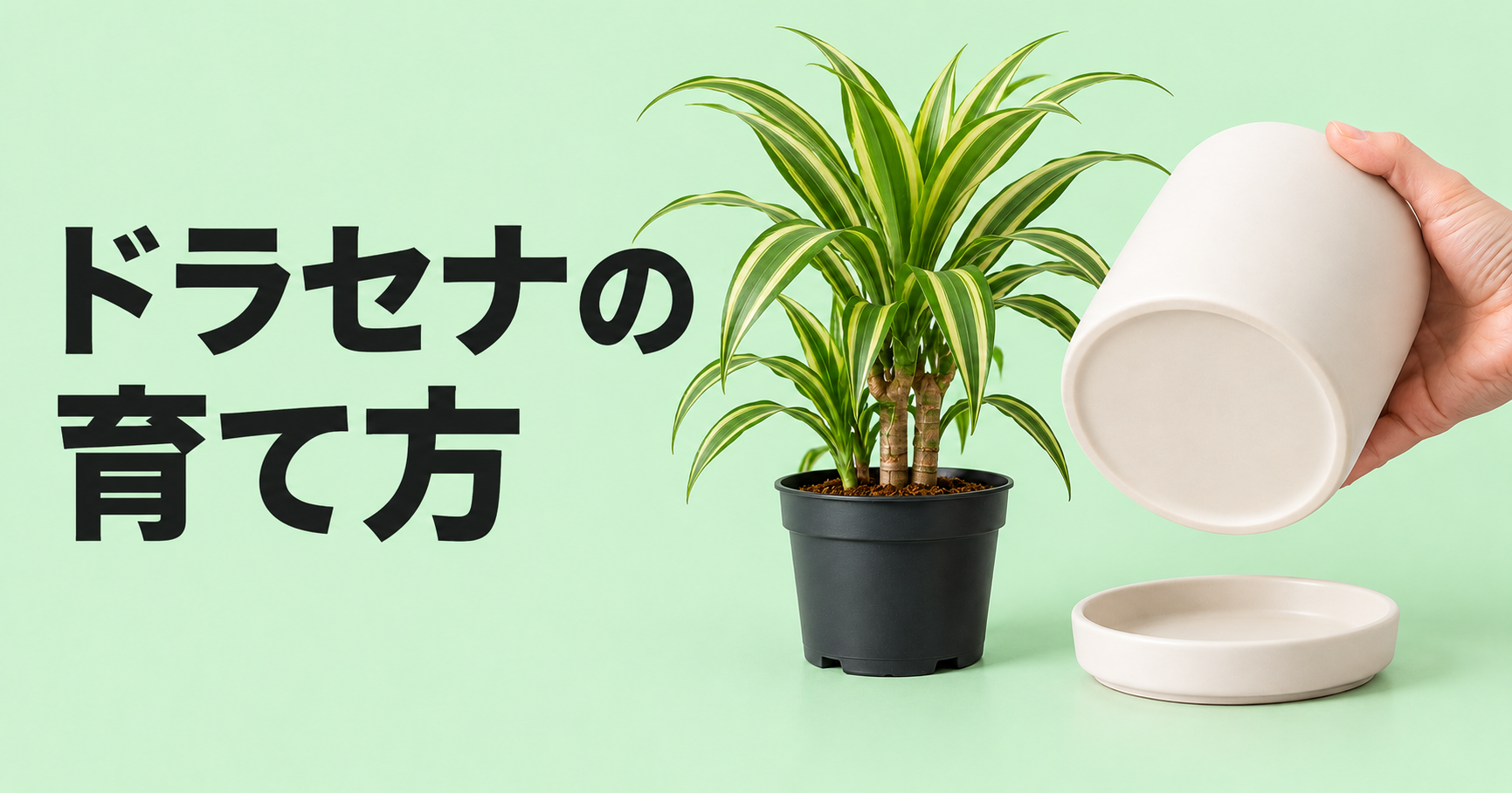 ドラセナの育て方｜水やり・置き場所から植え替え、剪定まで解説