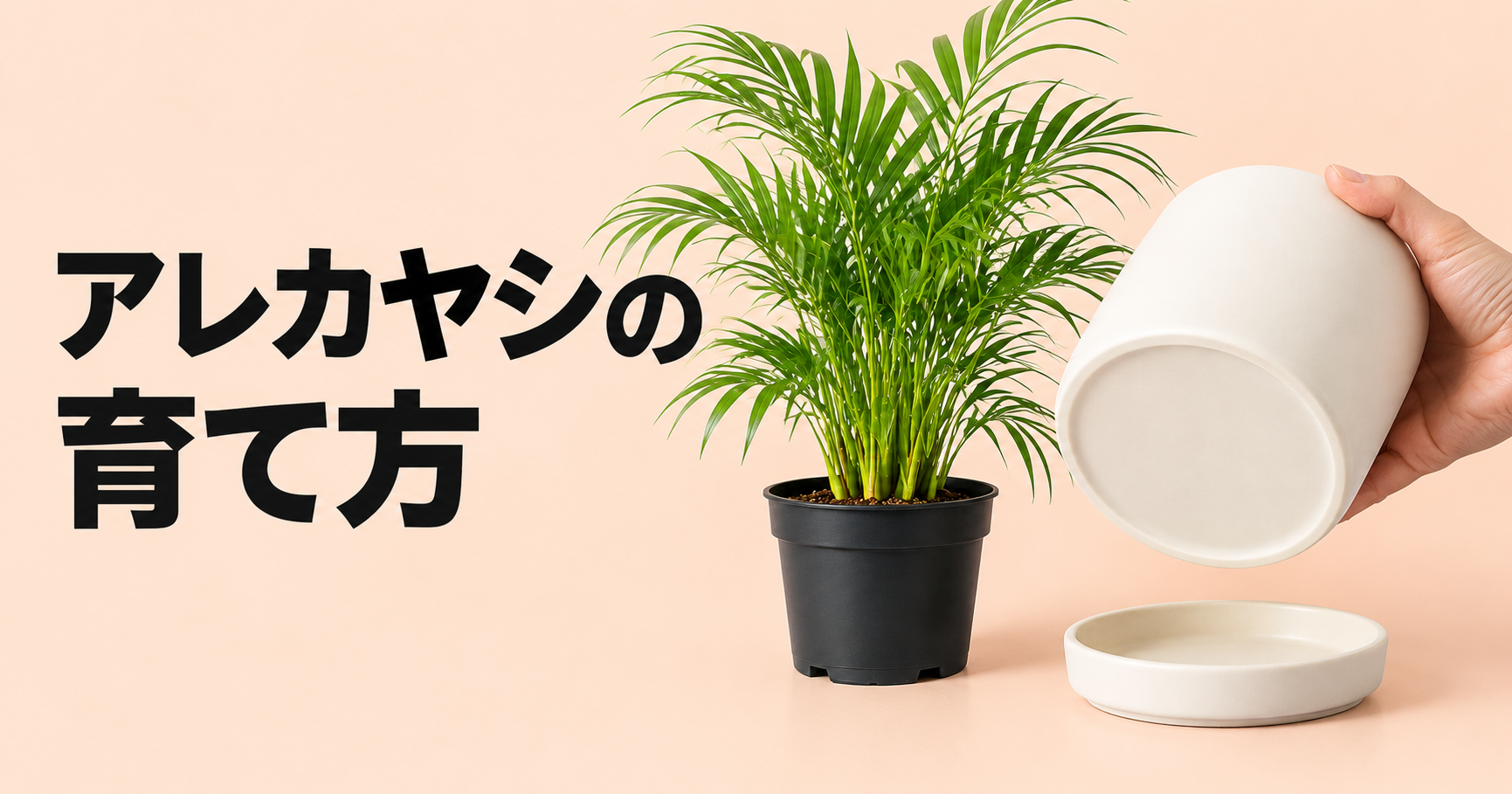 アレカヤシの育て方｜水やり・置き場所から植え替え、株分けまで解説