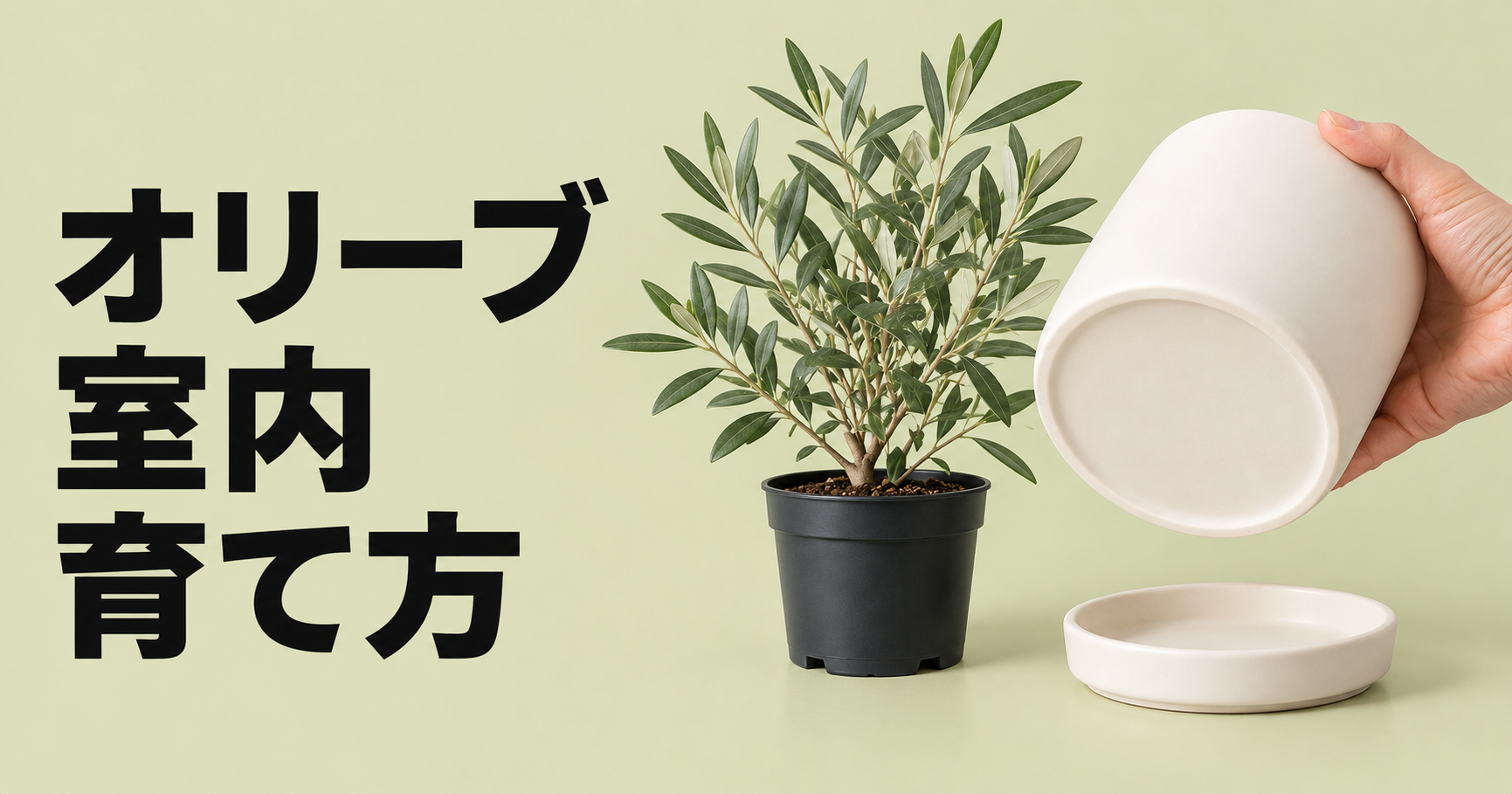 オリーブを室内で育てる方法｜置き場所・水やり・剪定・冬越しまで解説
