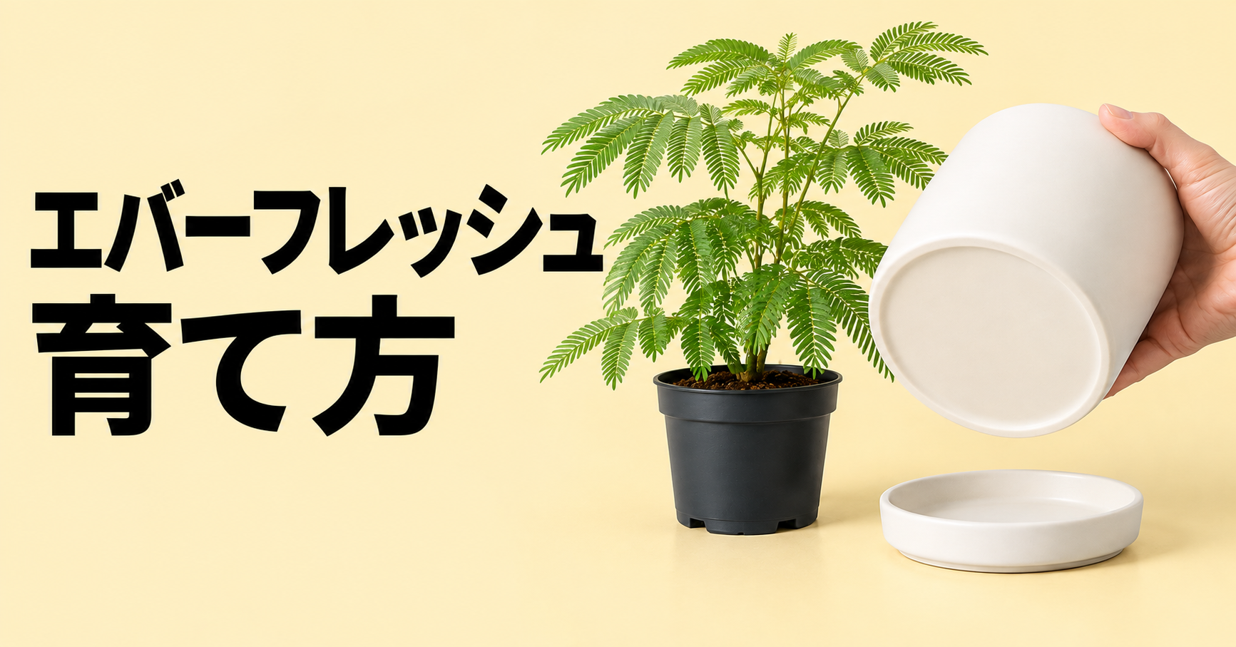 エバーフレッシュの育て方｜水やり・置き場所・剪定から葉が落ちる原因まで解説