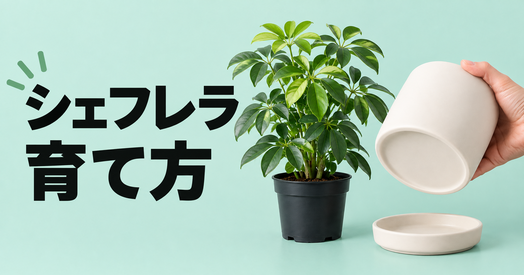 シェフレラの育て方｜水やり・置き場所から植え替え、剪定まで解説