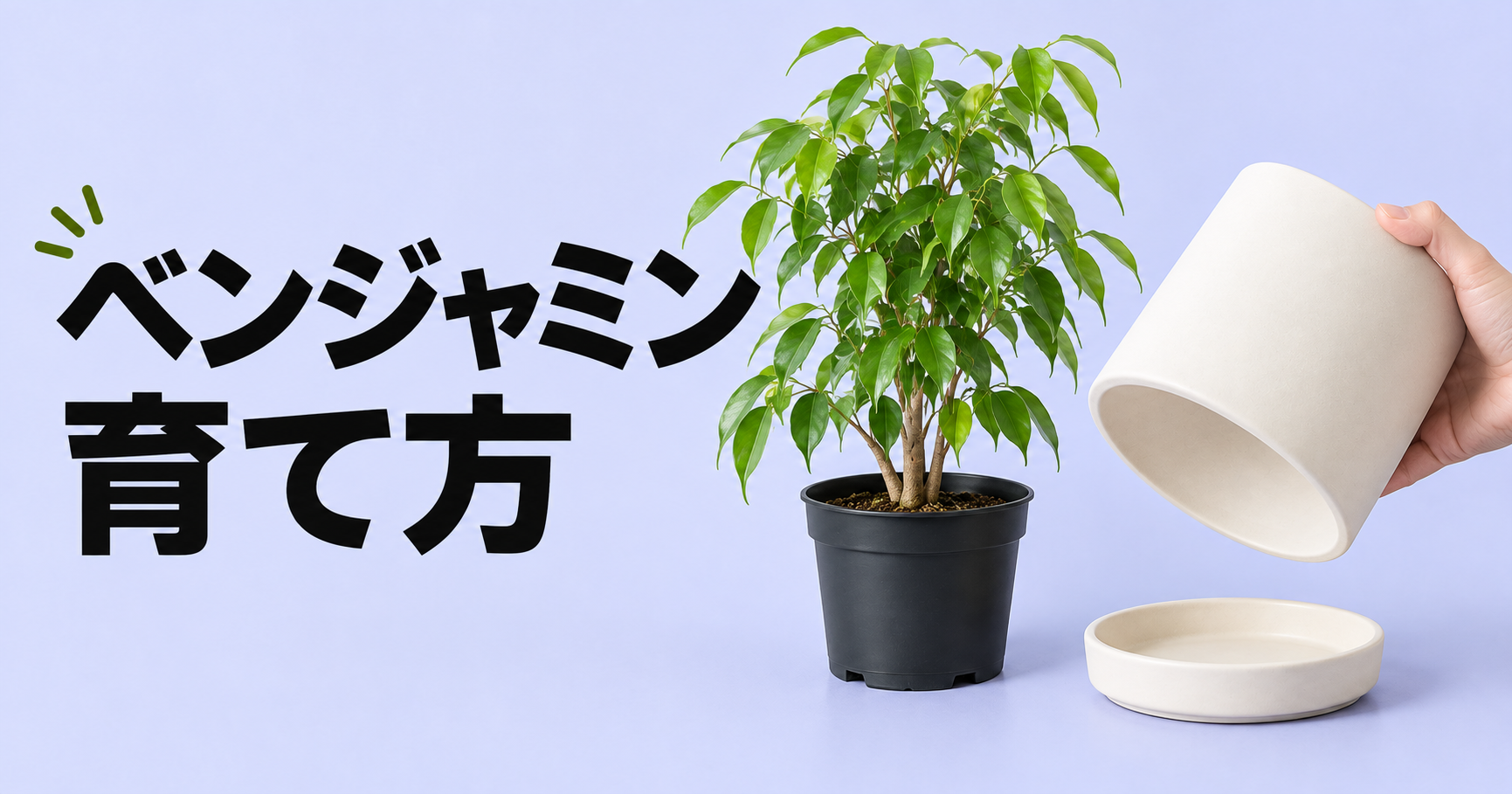 ベンジャミンの育て方｜水やり・置き場所から植え替え、剪定まで解説