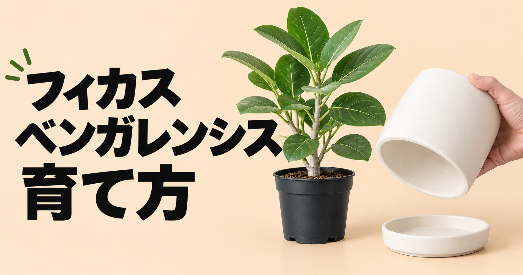 フィカス・ベンガレンシスの育て方｜水やり・置き場所から植え替え、剪定まで解説