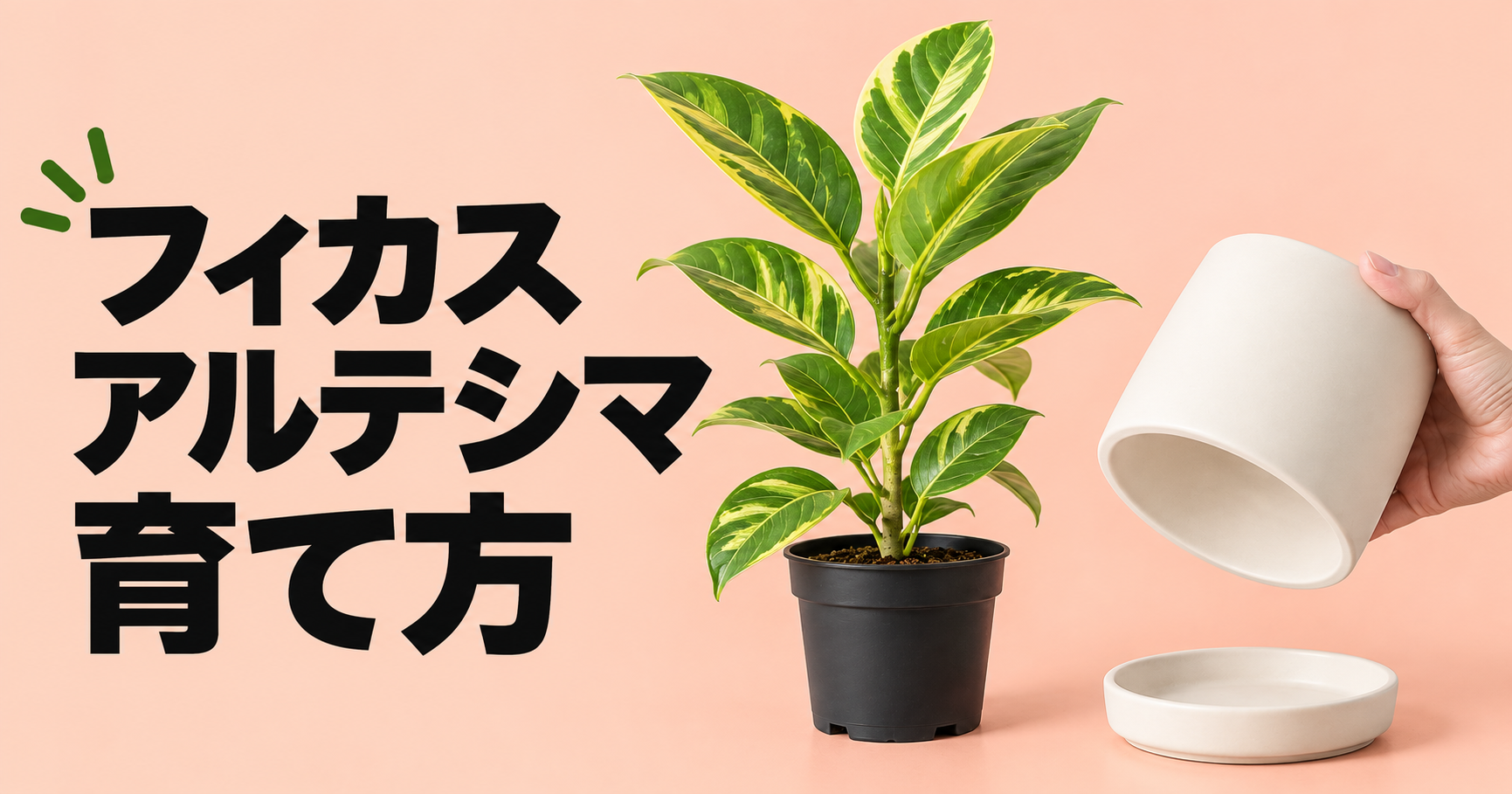 フィカス・アルテシマの育て方完全ガイド｜水やり・置き場所・剪定・植え替えまで解説