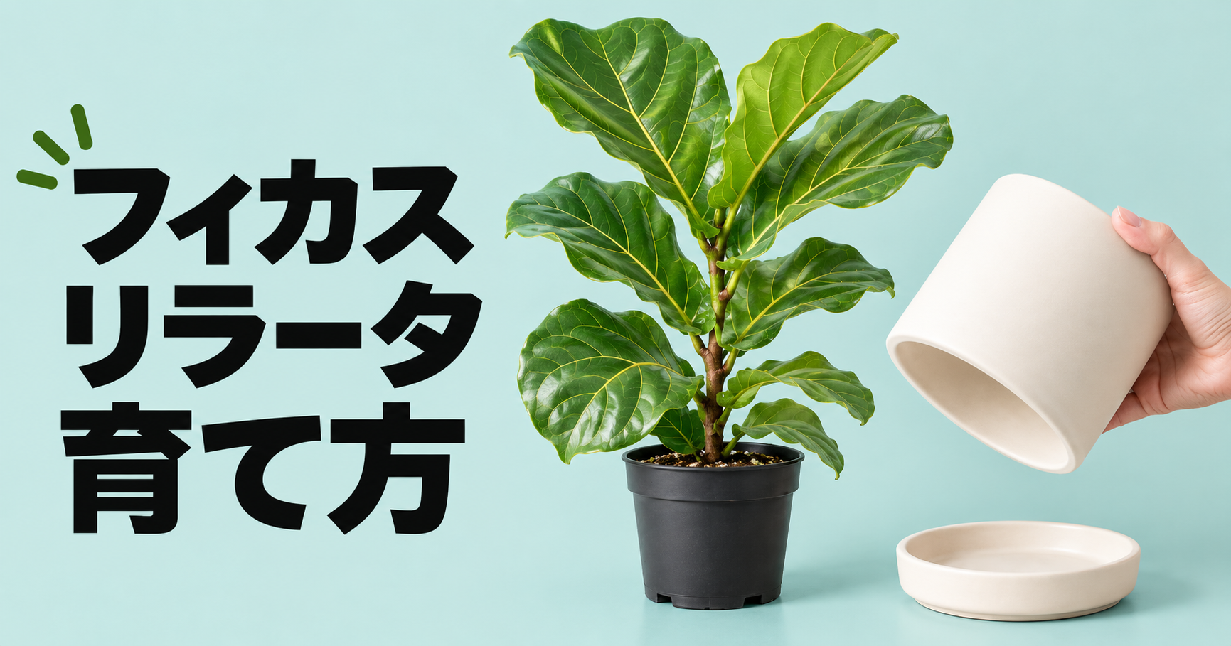 フィカス・リラータの育て方完全ガイド｜水やり・置き場所・葉が落ちる原因まで解説