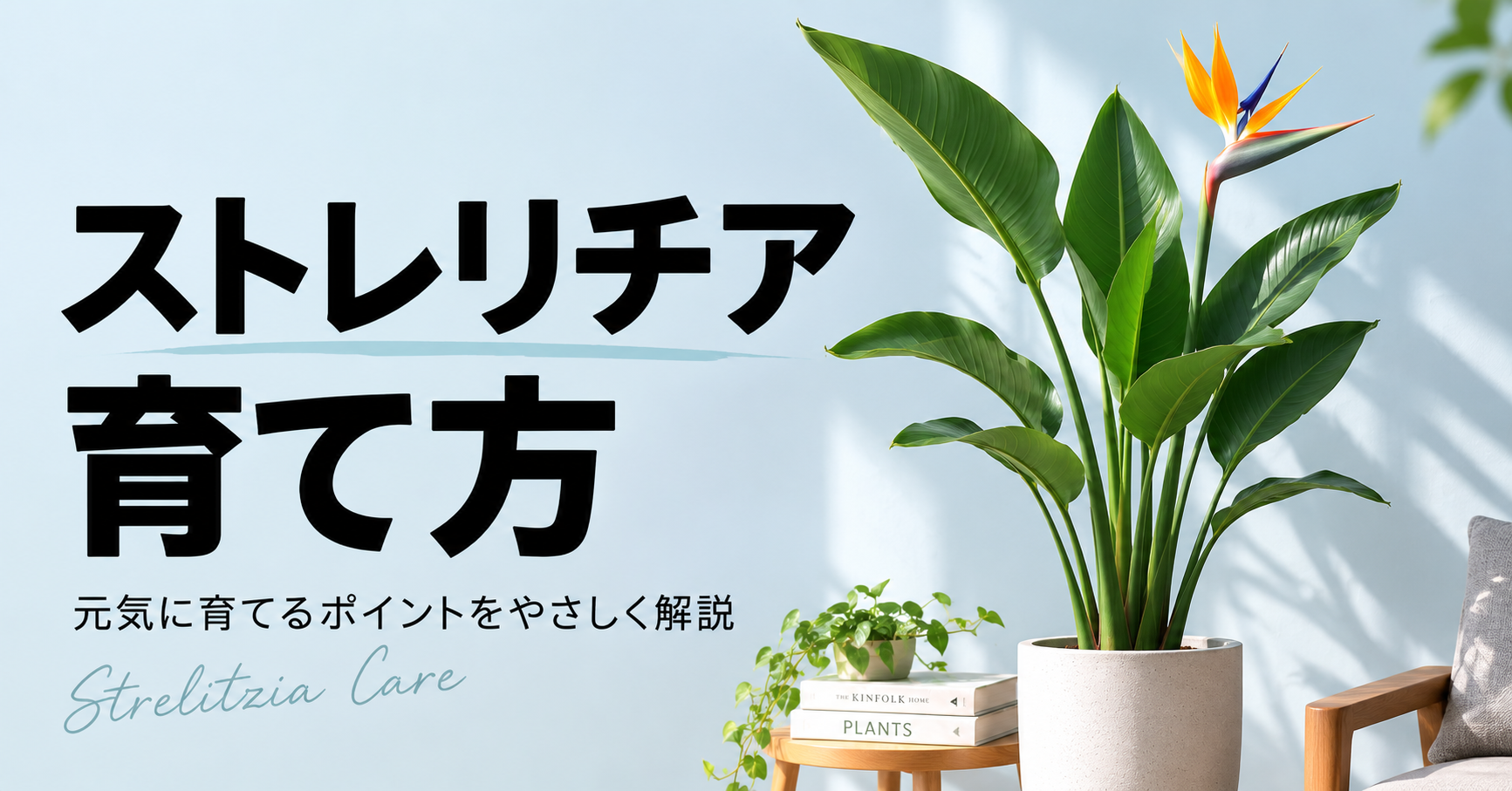 ストレリチアの育て方｜水やり・置き場所から植え替え、株分けまで解説