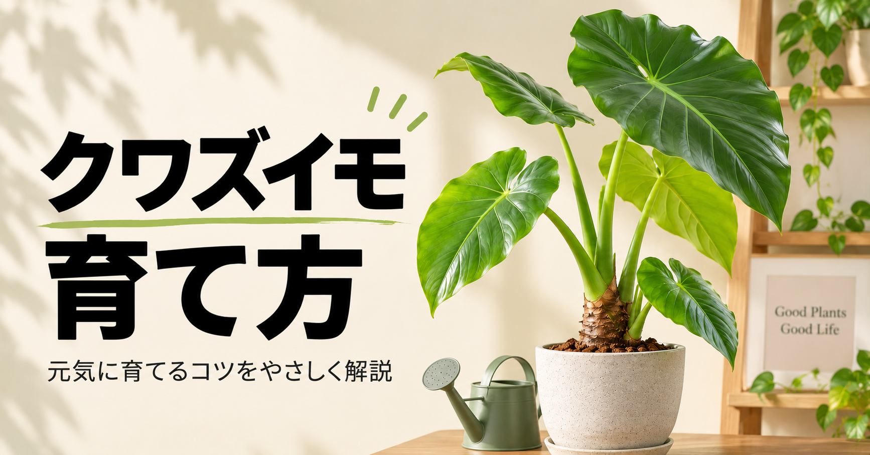 クワズイモの育て方完全ガイド｜水やり・置き場所・冬越しから葉のトラブルまで解説