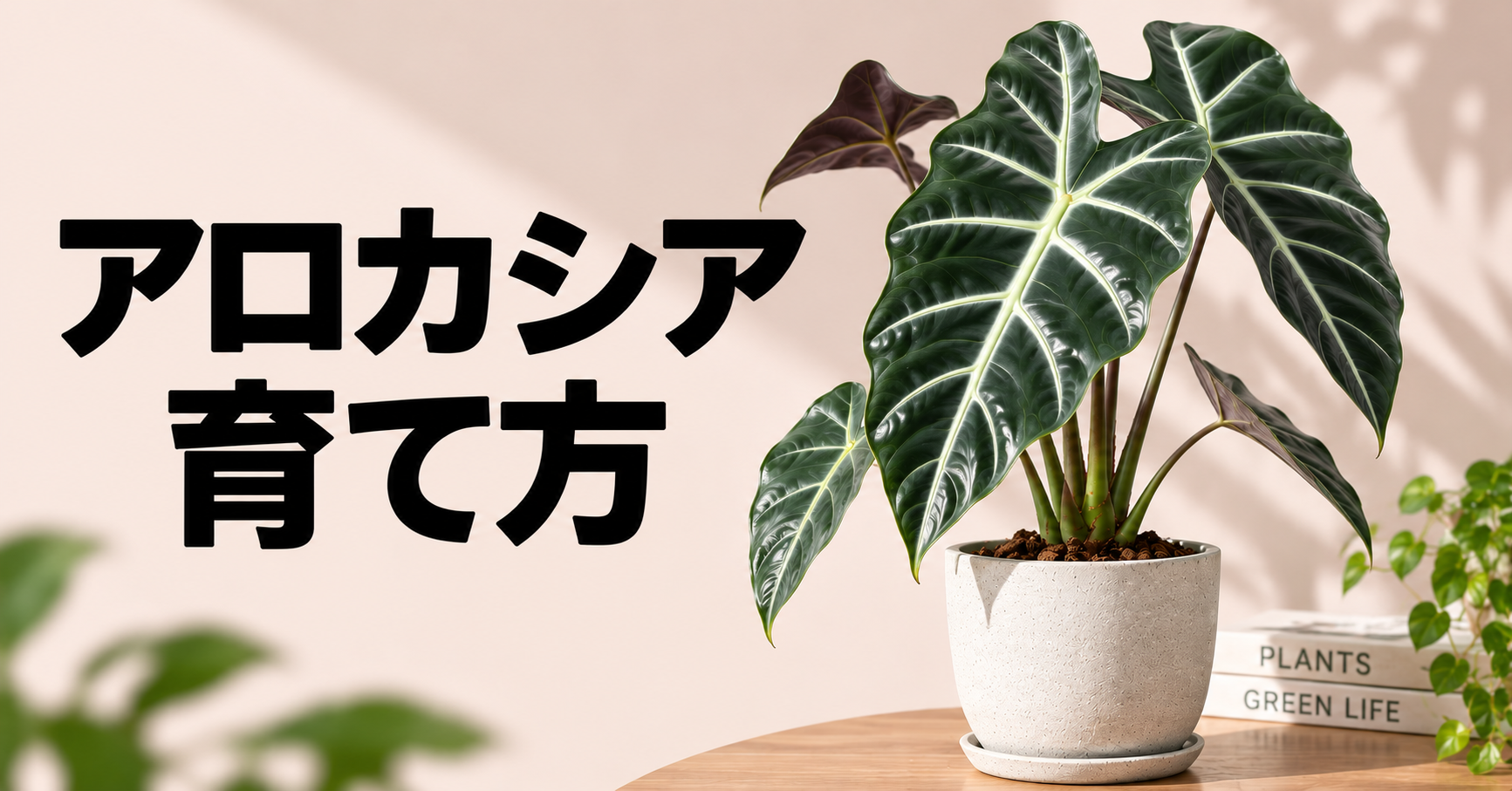 アロカシアの育て方完全ガイド｜水やり・置き場所・冬越しから人気品種まで解説