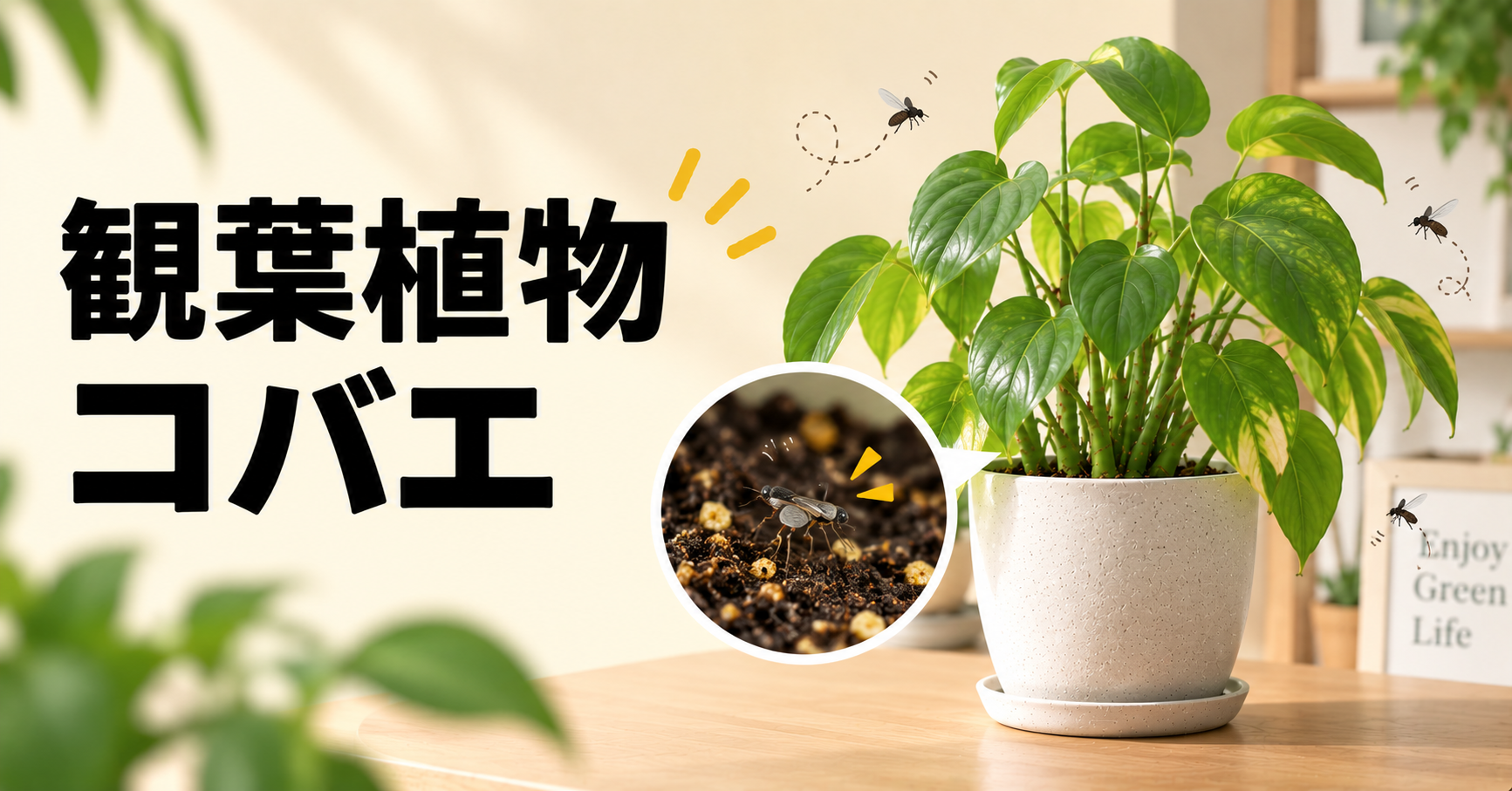 観葉植物にコバエがわく原因は？種類の見分け方・駆除方法と予防策