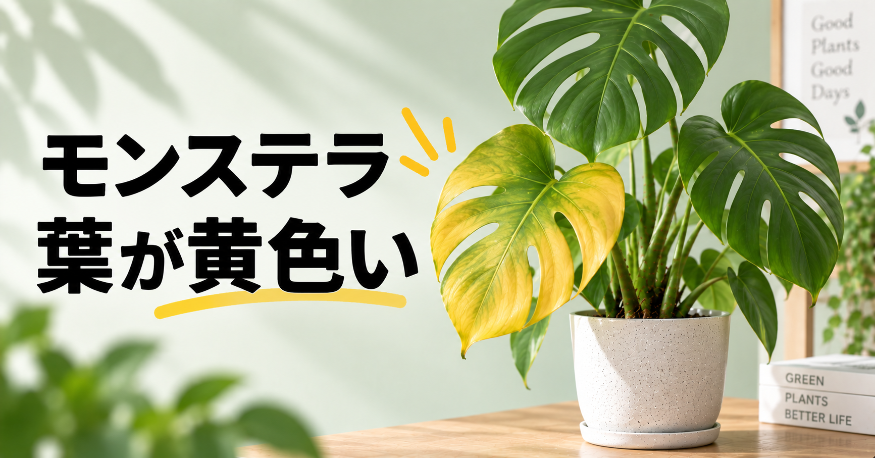 モンステラの葉が黄色い原因は？症状別の見分け方と正しい対処法