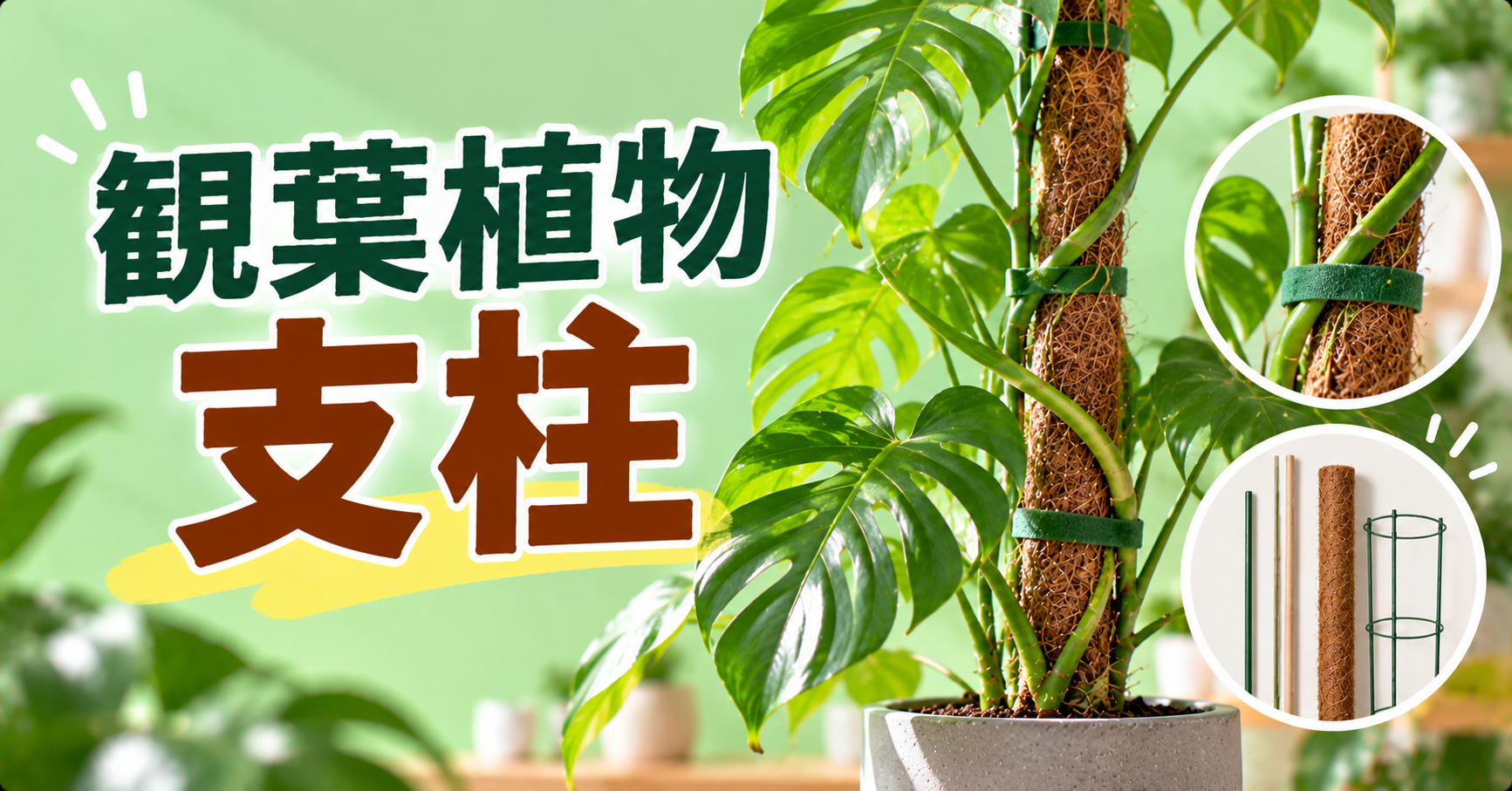 観葉植物の支柱はどう選ぶ？種類・立て方・植物別の仕立て方を徹底解説