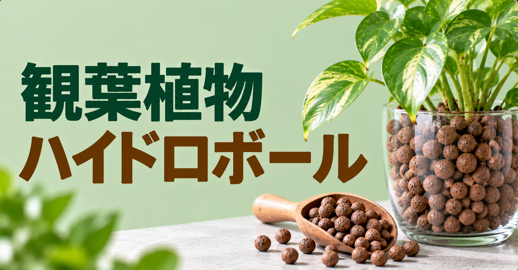 観葉植物のハイドロボール完全ガイド｜使い方・水やり・植え替え・カビ対策を解説