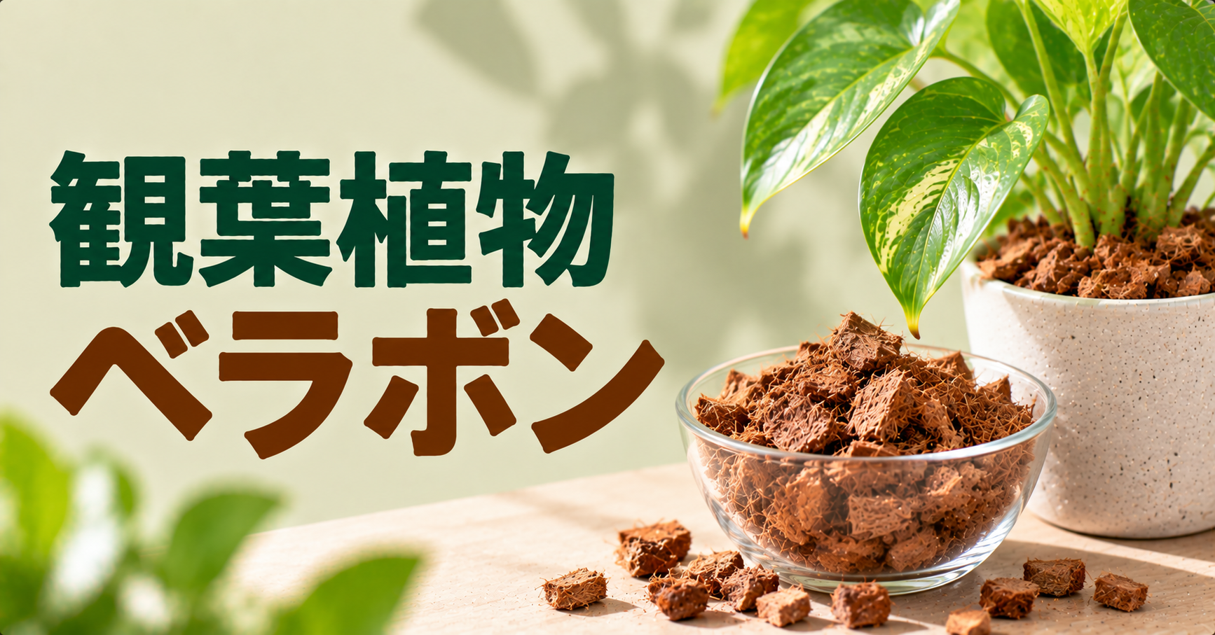 観葉植物にベラボンを使うメリットは？植え替え方法と注意点を解説