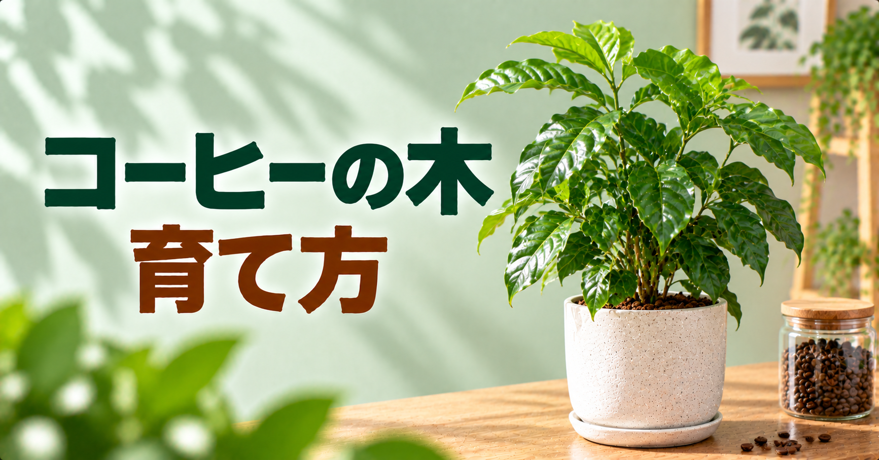 コーヒーの木の育て方｜置き場所・水やり・冬越し・植え替えを解説