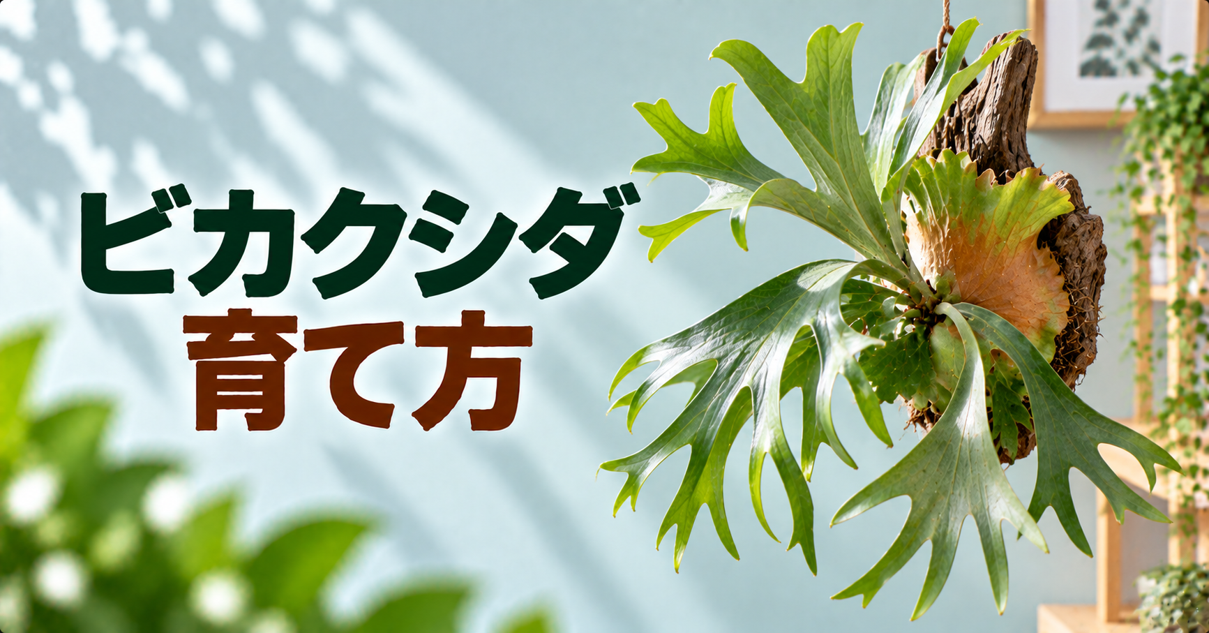 ビカクシダの育て方｜水やり・板付け・冬越しまで初心者向けに解説