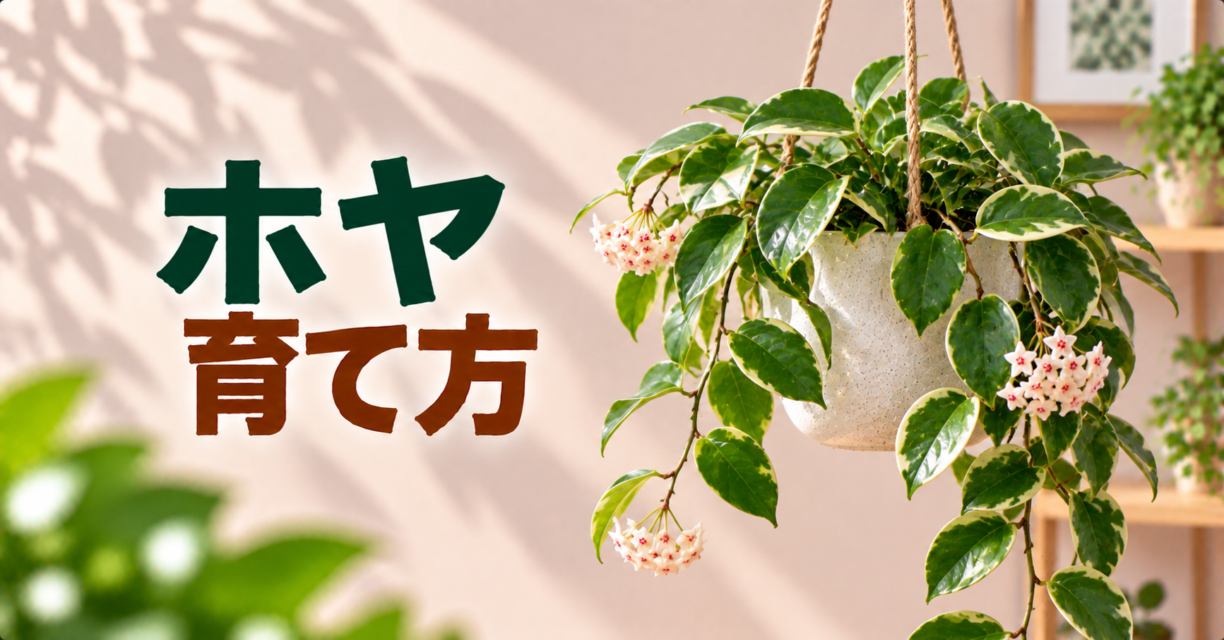 ホヤの育て方｜水やり・花を咲かせるコツ・植え替えまで詳しく解説