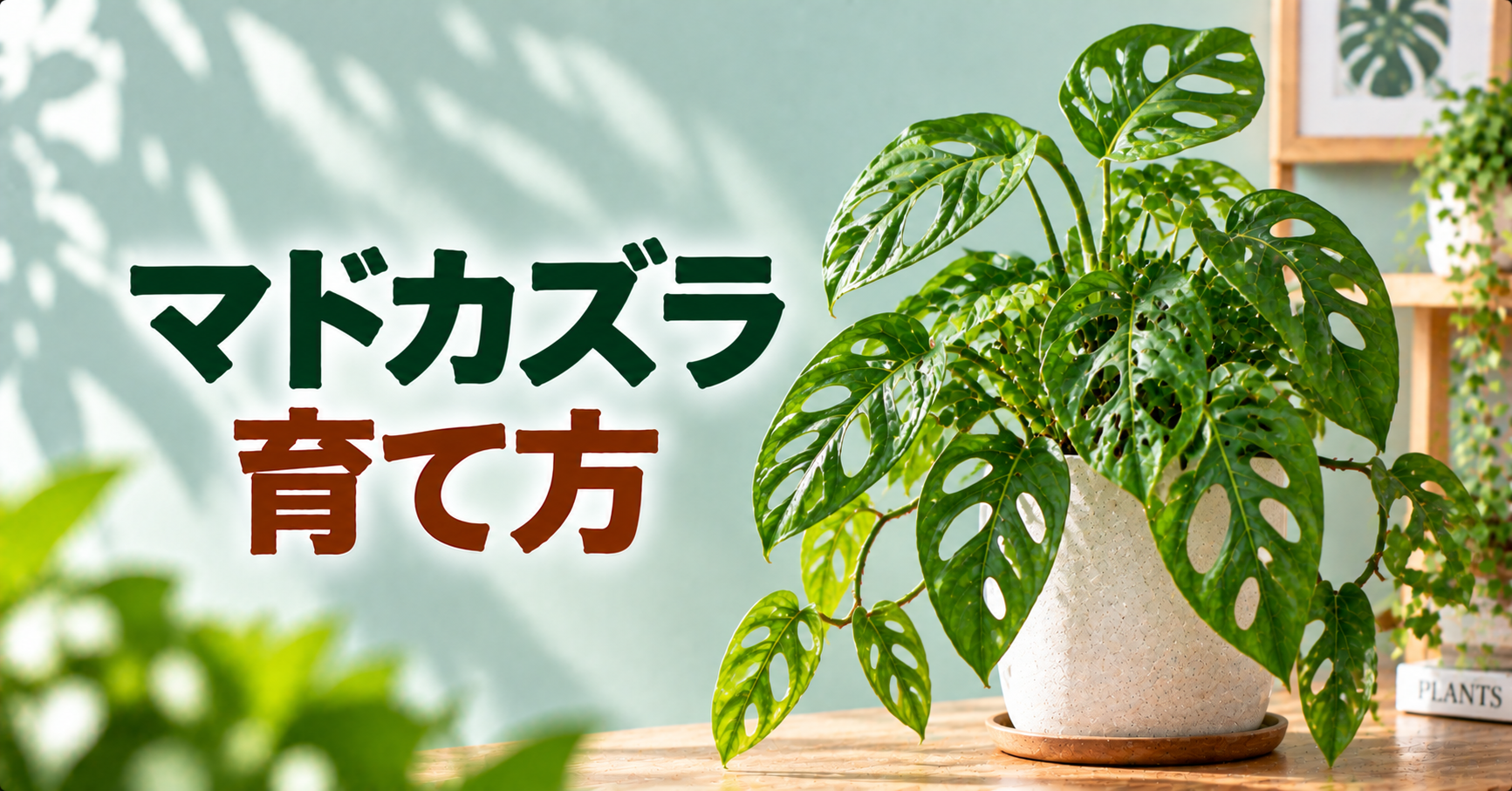 マドカズラの育て方完全ガイド｜水やり・置き場所・植え替えと葉が黄色くなる原因