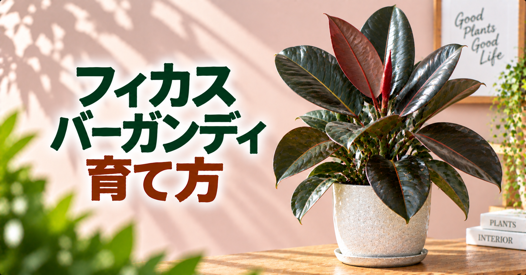 フィカス・バーガンディの育て方｜置き場所・水やり・冬越しまで詳しく解説