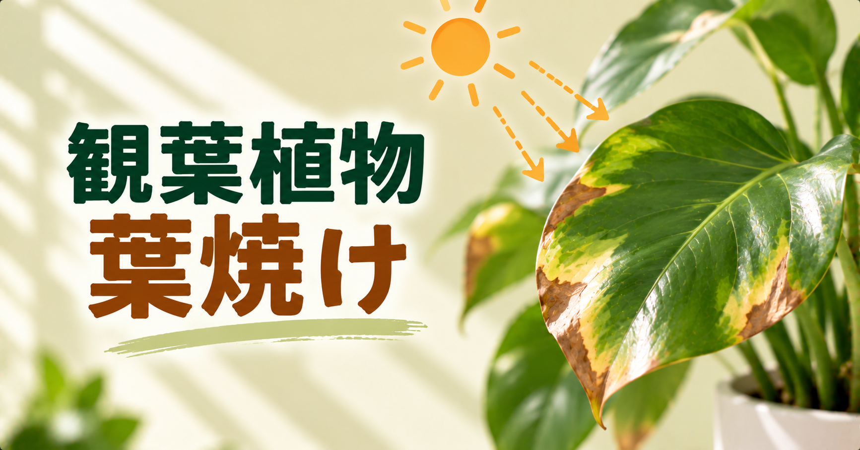 観葉植物の葉焼けとは？原因・見分け方・対処法と予防のポイント