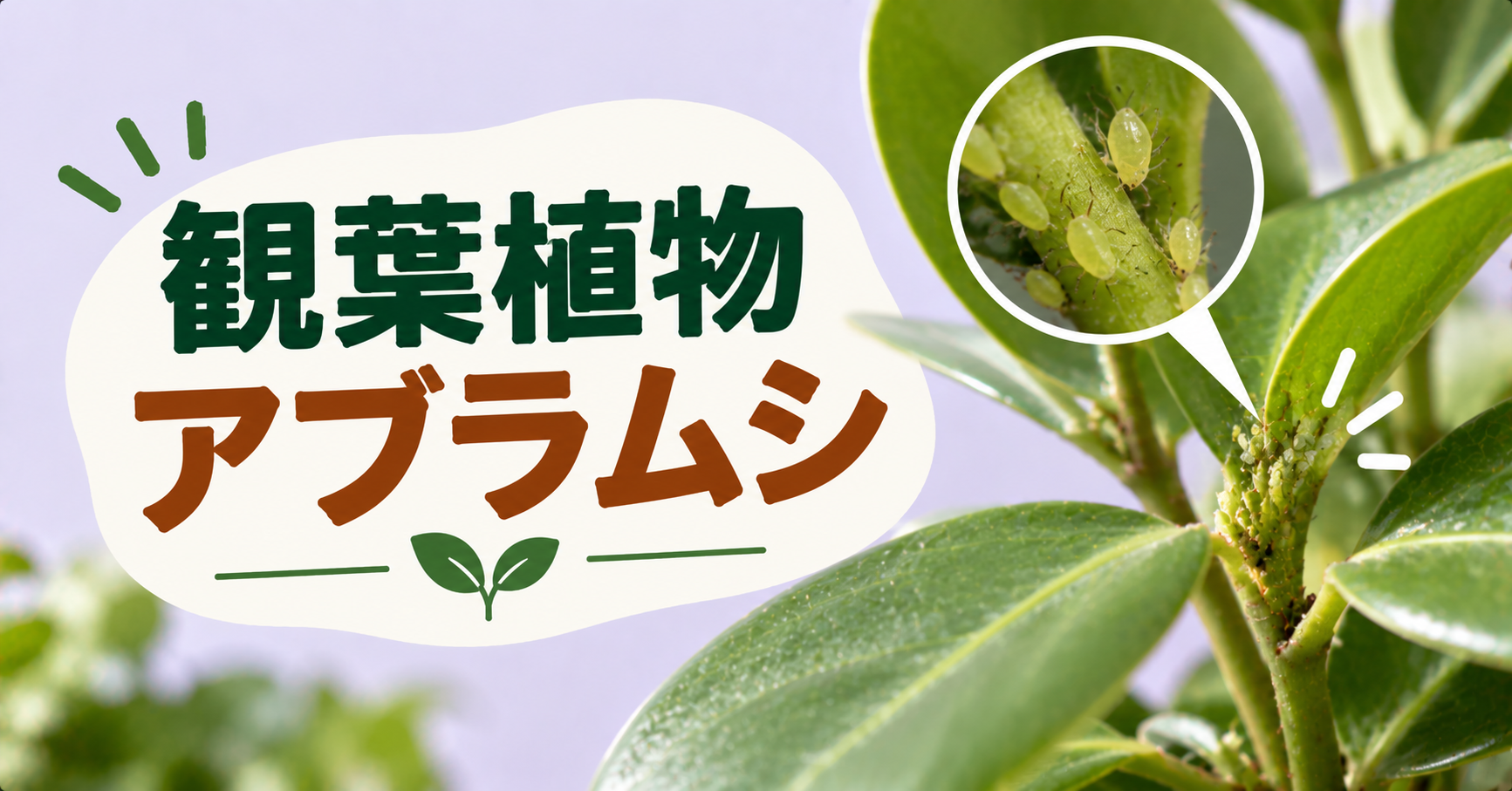 観葉植物にアブラムシが発生したときの駆除方法｜原因・見分け方と予防対策