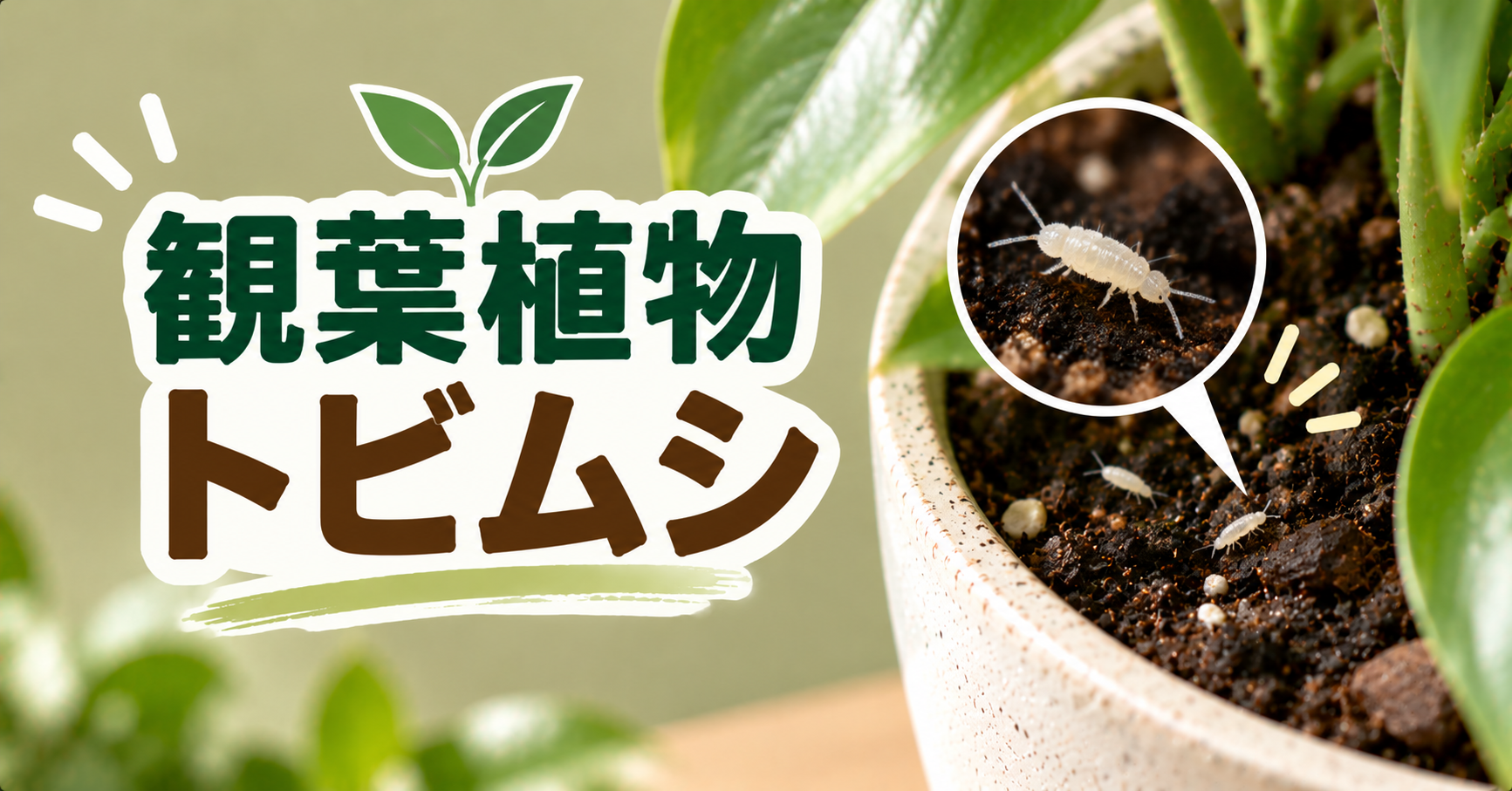 観葉植物にトビムシが発生したら？原因・駆除方法と再発防止策を解説