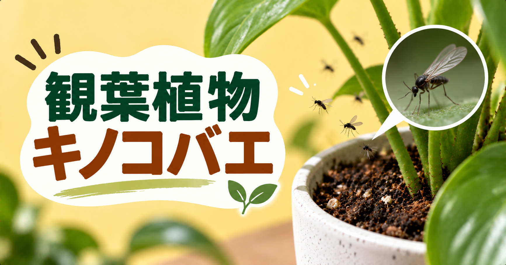 観葉植物にキノコバエが発生する原因は？駆除方法と再発防止策を解説