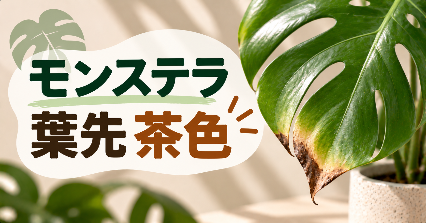 モンステラの葉先が茶色になる原因は？症状別の対処法と予防策を解説
