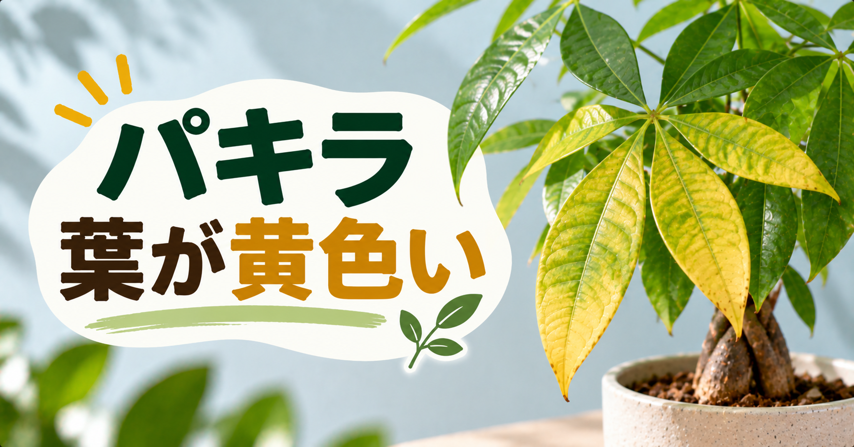 パキラの葉が黄色くなる原因は？症状別の対処法と復活させる方法を解説