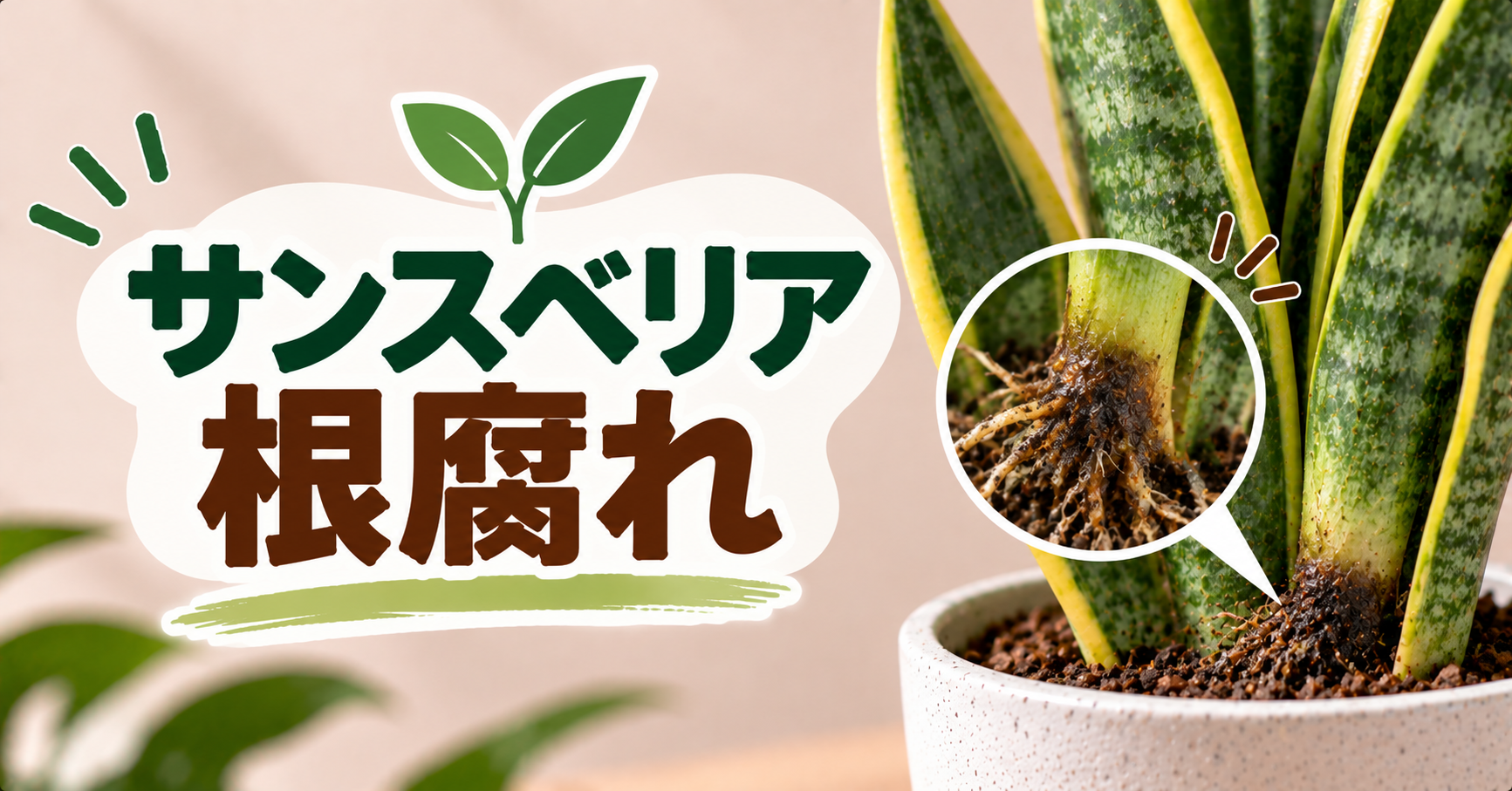 サンスベリアの根腐れを見分ける方法｜原因と復活させる対処法