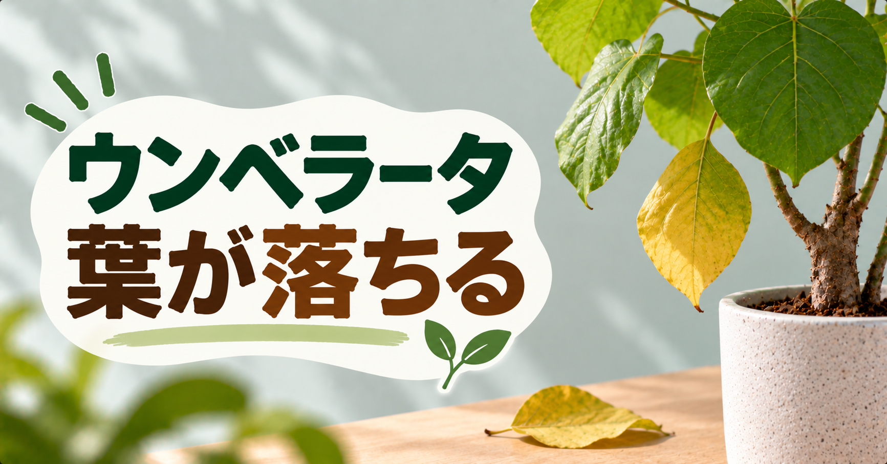 ウンベラータの葉が落ちる原因は？症状別の対処法と回復させる育て方