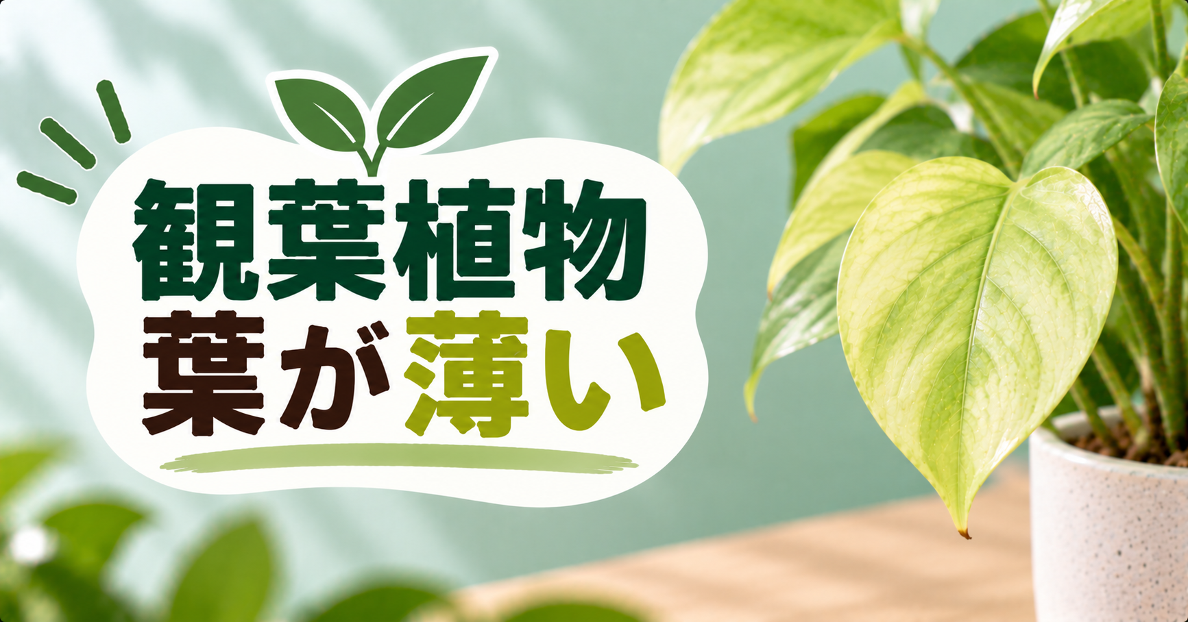 観葉植物の葉が薄い原因は?葉色が薄くなる理由と元気に戻す対処法