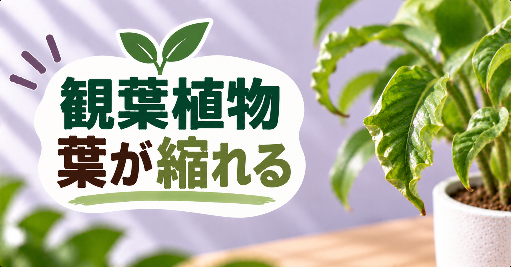 観葉植物の葉が縮れる原因は?症状別の見分け方と元気に戻す対処法
