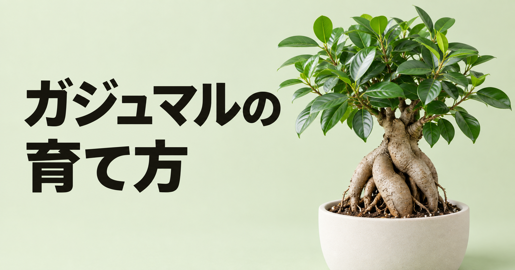 ガジュマルの育て方｜水やり・置き場所から植え替え・剪定・冬越しまで詳しく解説