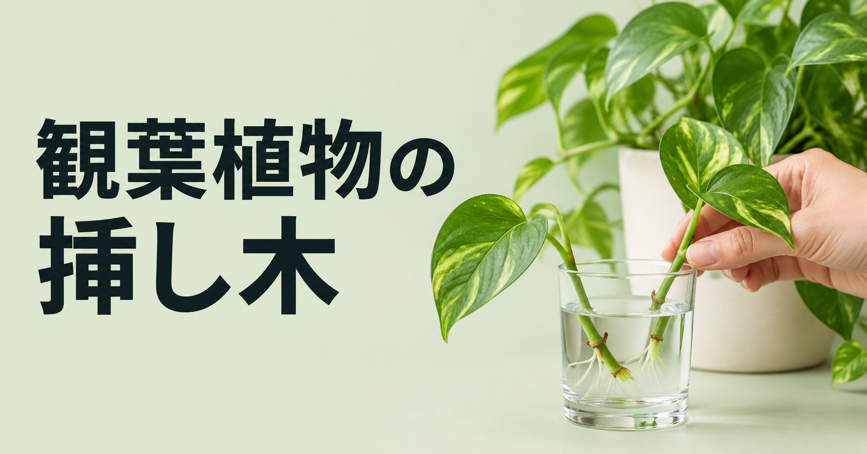 観葉植物の挿し木方法｜適した時期・発根させるコツ・失敗したときの対処法を詳しく解説