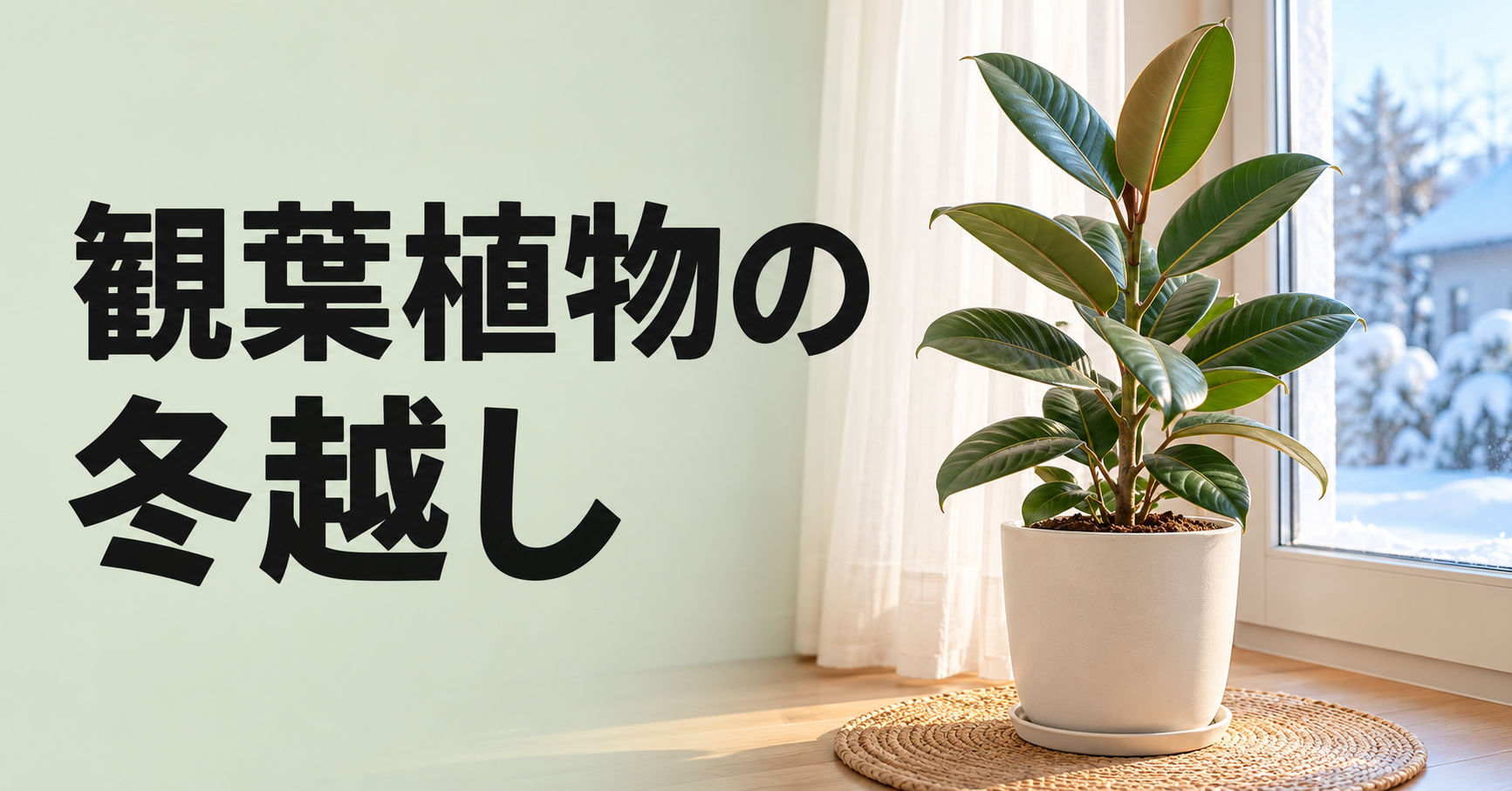 観葉植物の冬越し｜室内の置き場所・水やり・寒さ対策から枯れたときの対処法まで