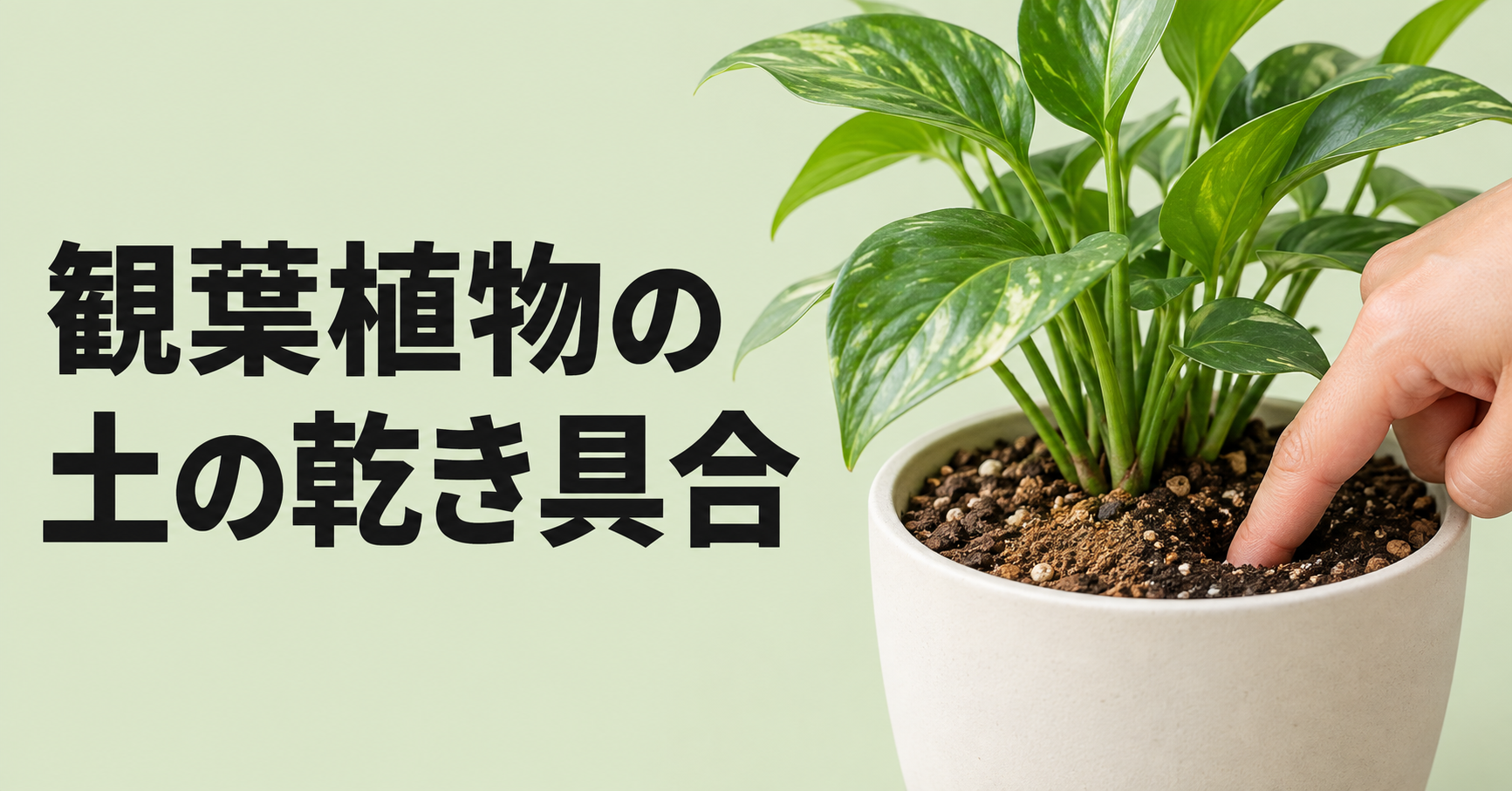 観葉植物の土の乾き具合はどう見る？水やりのタイミングと正しい確認方法