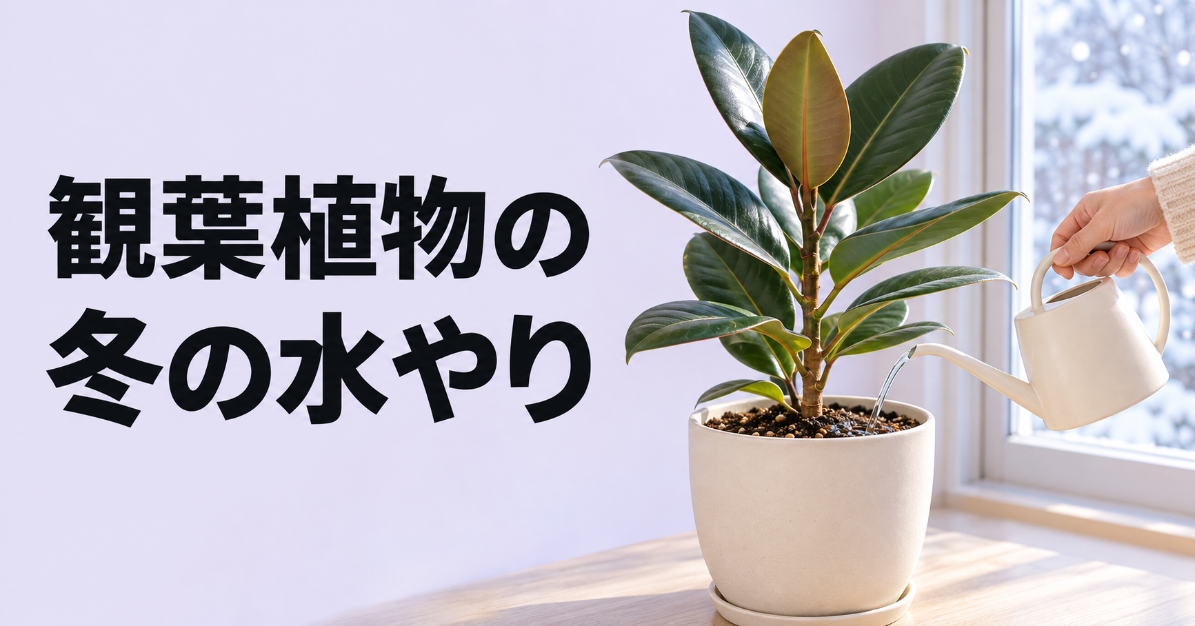 観葉植物の冬の水やり方法｜頻度・時間帯・根腐れを防ぐポイントを詳しく解説